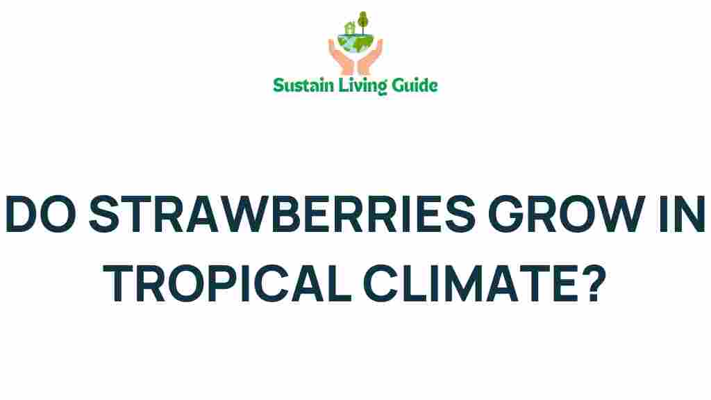 do-strawberries-grow-in-tropical-climate