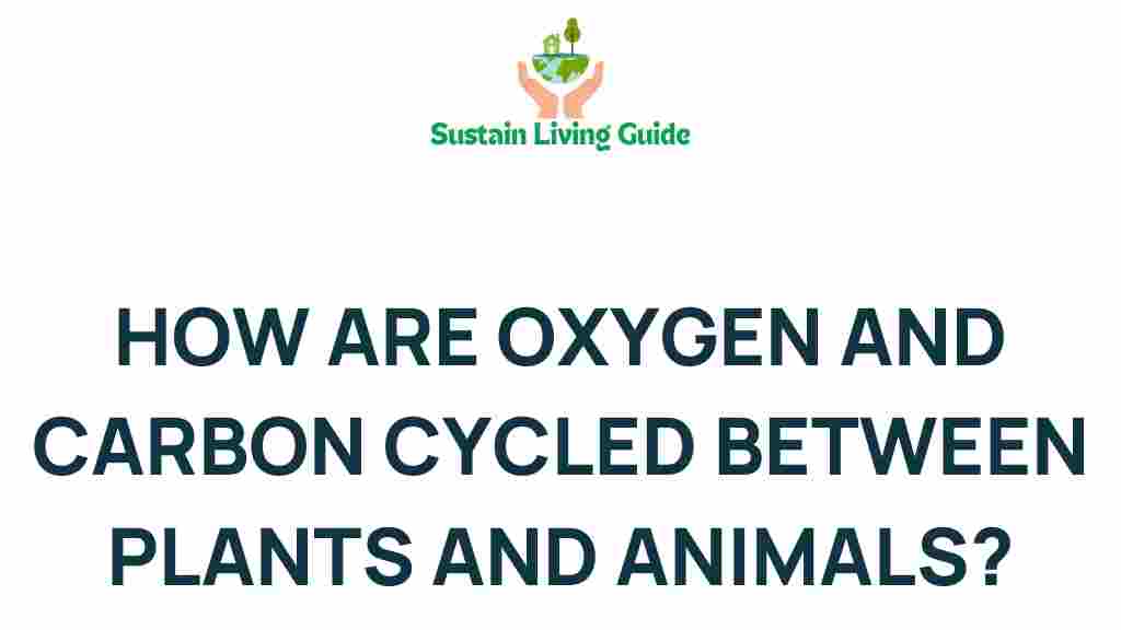 oxygen-carbon-cycle