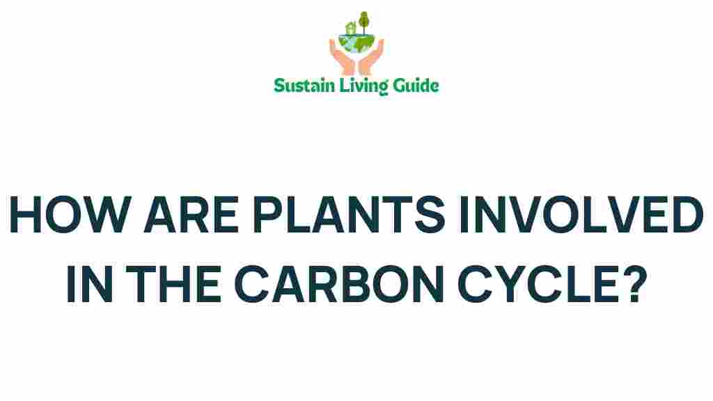 carbon-cycle-plants-role