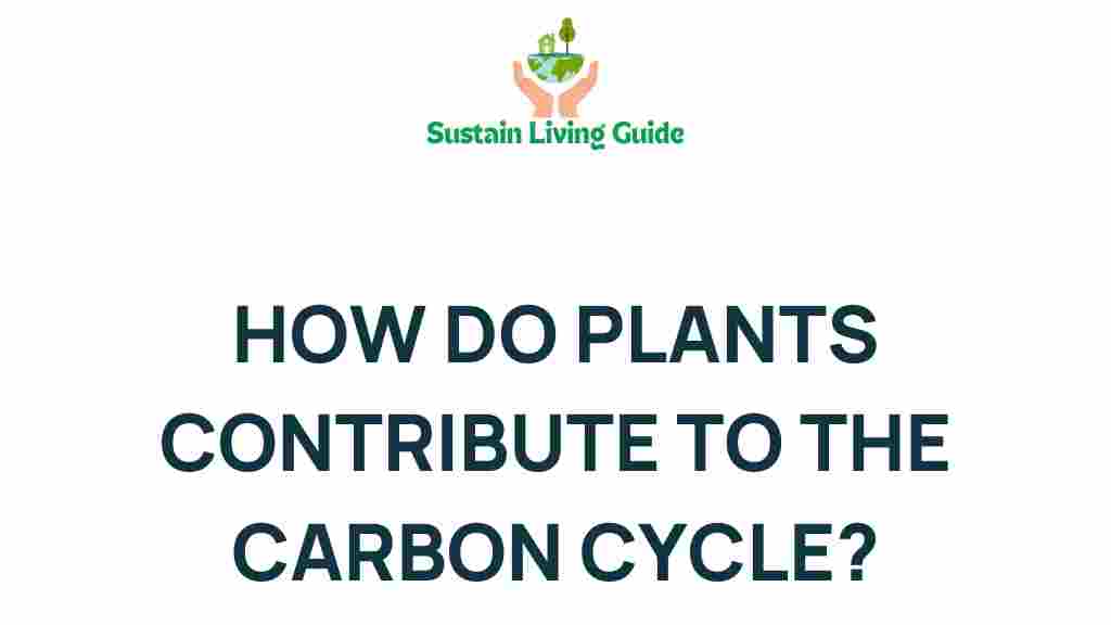 unlocking-natures-secrets-how-do-plants-shape-carbon-cycle