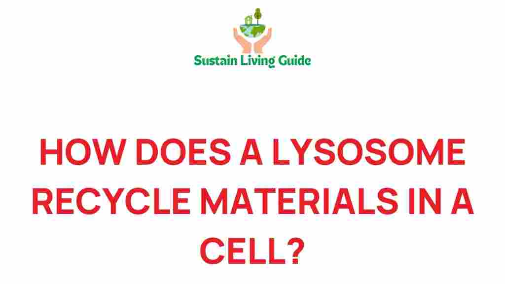 lysosomes-recycle-cellular-materials