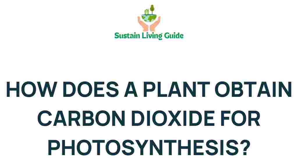 carbon-dioxide-photosynthesis-secrets