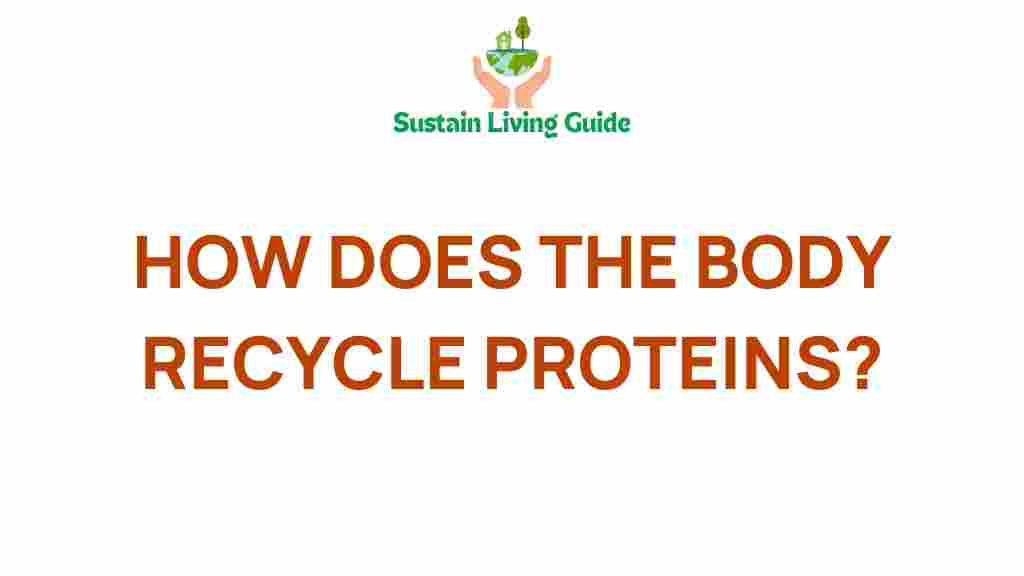 protein-recycling-in-body