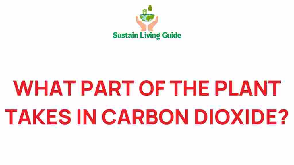 carbon-dioxide-plant-absorption