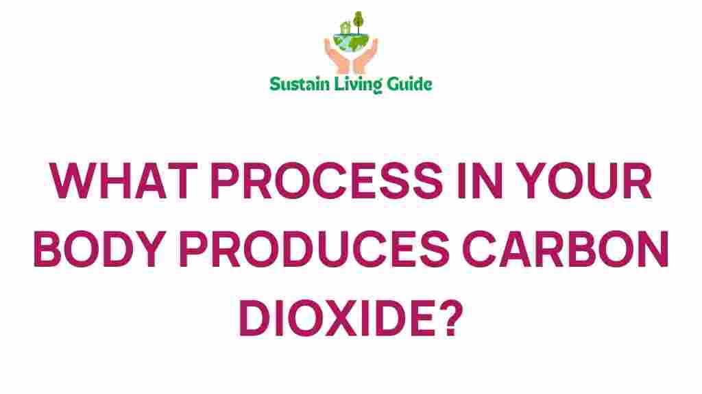 carbon-dioxide-production-in-human-body