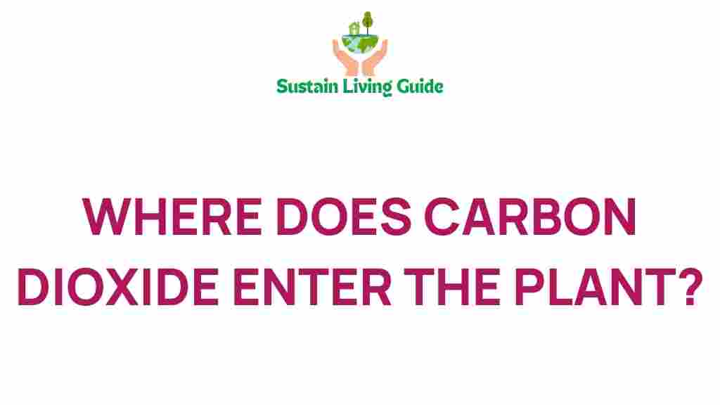 carbon-dioxide-plant-entry