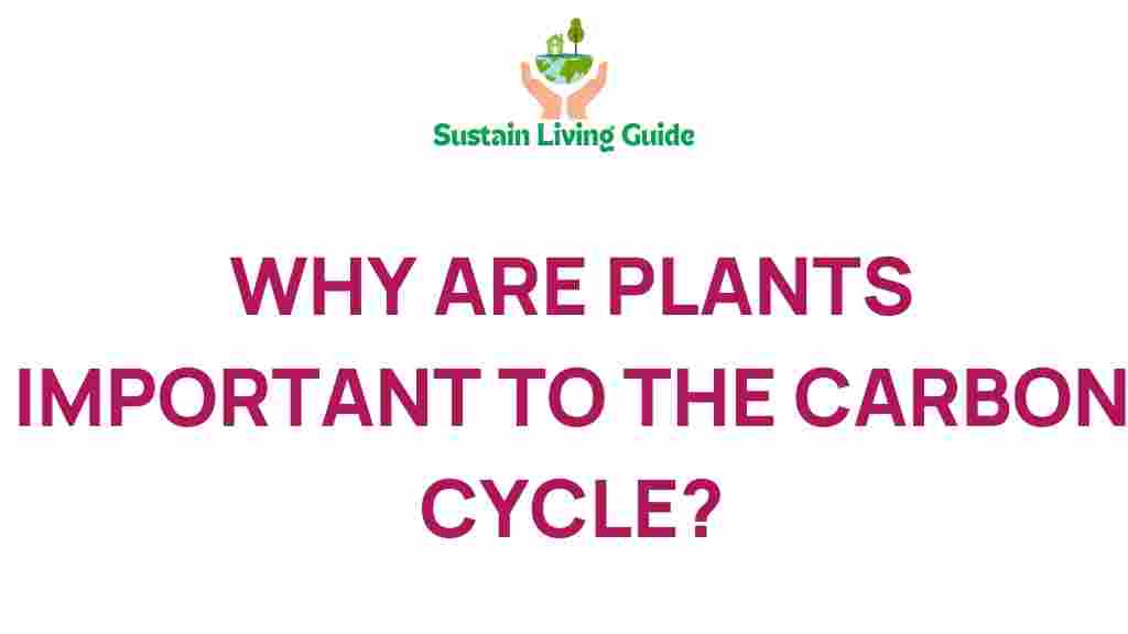 carbon-cycle-plants